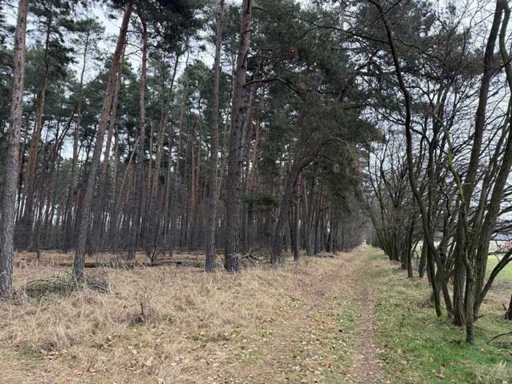 Property plot of approx. 1.35 ha near the Elbe, Pretzsch - Germany
