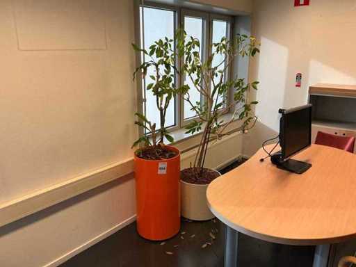 Plantes hydroponiques avec pot (5x)