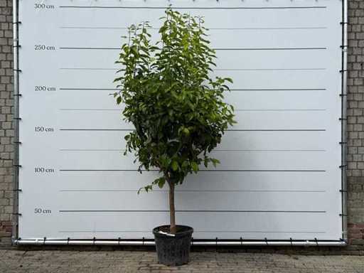 Lemon Tree XL - Citrus Limon - height approx. 260 cm