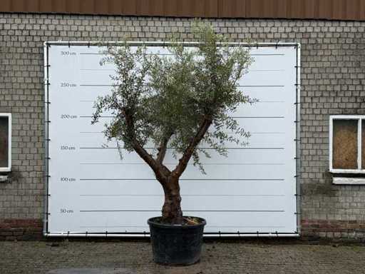 Măslin Piel Joven XL - Olea Europaea - aprox. 60 de ani - înălțime aprox. 270 cm