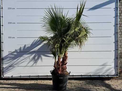 Palma a ventaglio messicana a più fusti - Washingtonia Robusta - altezza circa 200 cm