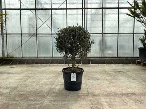 Olivenbaum (Olea Europaea Lessini)