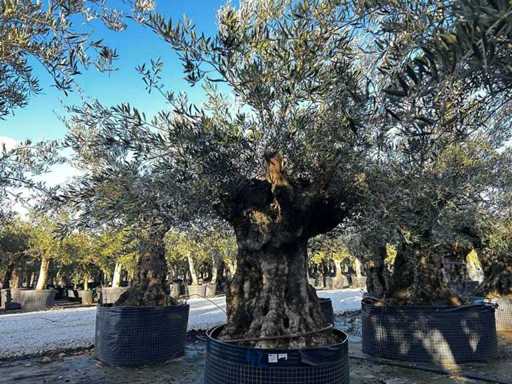 Olijfboom in een voorbeeldige mand