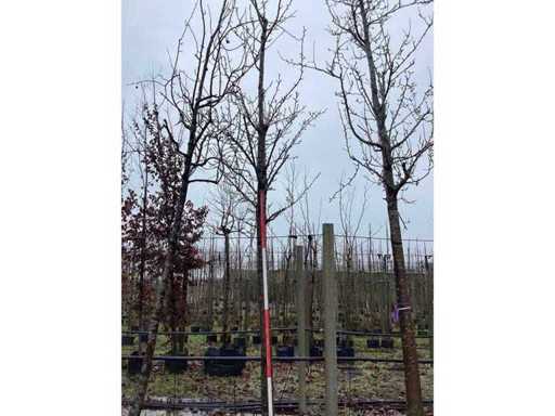 Sweet Cherry - Fruit/Fruit Trees