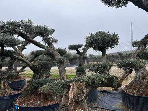 Jubiläums-Olivenbäume – Olea Europea Pom Pom Secolare