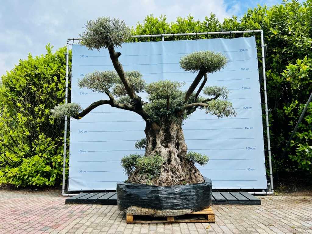 olijfboom mega pon pon 260cm
