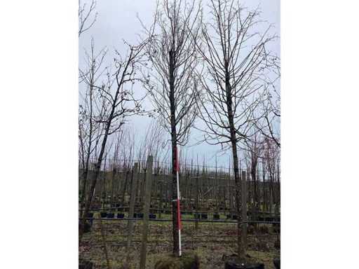 Winter Linden - Topiary Tree