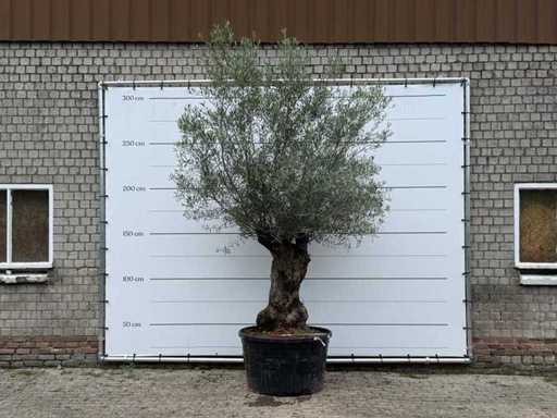 Olive tree Bonsai - Olea Europaea - approx. 80 years old - height approx. 280 cm