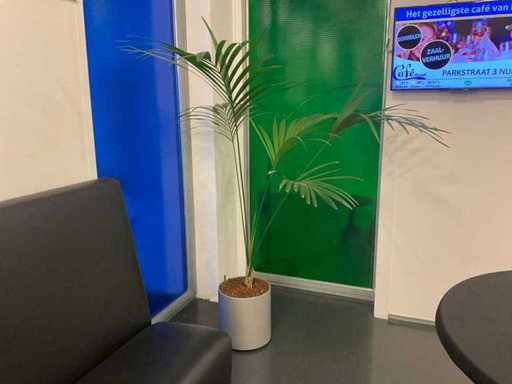 Hydroponic Plant With Pot