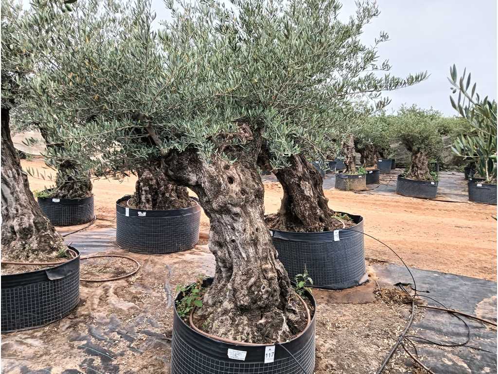 Eeuwenoude olijfboom in mand