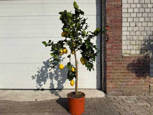 Citronnier - Agrumes Limon - Fruit / arbre fruitier - hauteur environ 160 cm