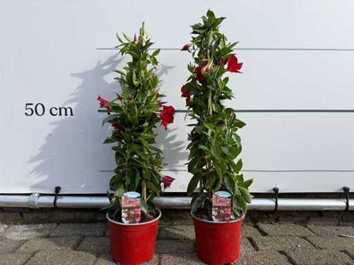 2x Dipladenia piramide mix - Dipladenia Piramide Mix - hoogte ca. 70 cm
