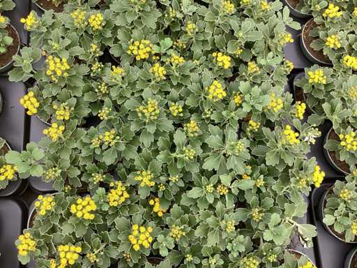 Perennials - 60 Ajanya , 60 mecardonia