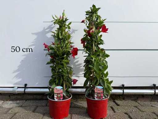 2x Dipladenia pyramid rouge - Dipladenia Pyramid Mix - hauteur environ 40 cm