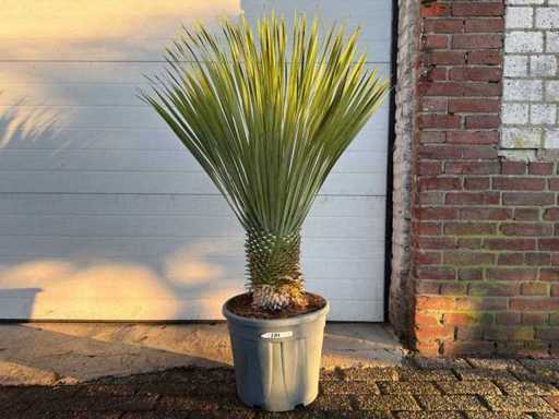 Palma słaba - Yucca Rostrata - Wysokość ok. 130 cm