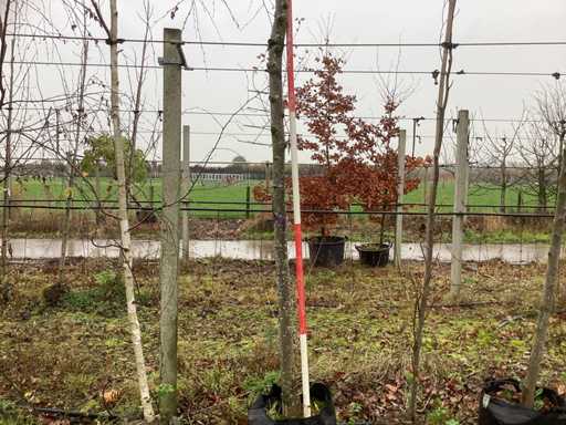 Tei cu frunze mici - Arbore topiar