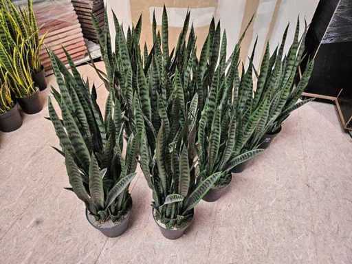 12x Sansevieria Synthétique vert