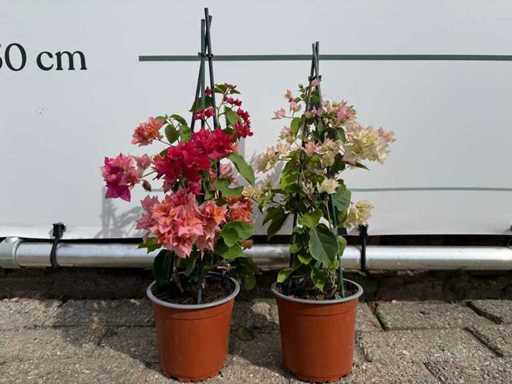 2x Bougainvillea piramide mix - Bougainvillea Piramide Mix - hoogte ca. 50 cm