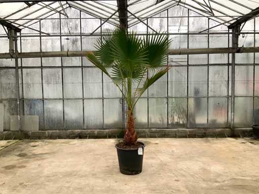 Palmboom (Washingtonia Robusta)