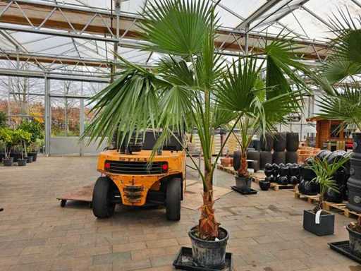 Prachtvolle Washingtonia Palme - 300 cm - Winterhart bis -7°C