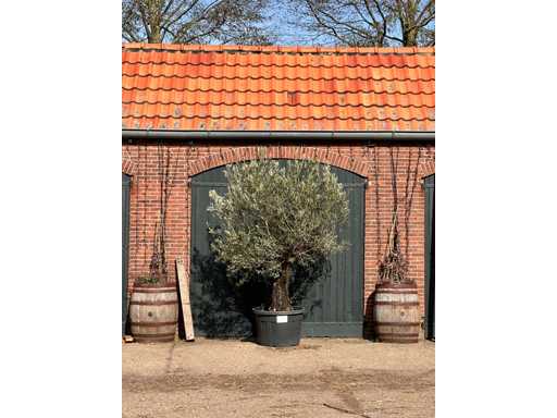 Olive tree (Olea Europea)