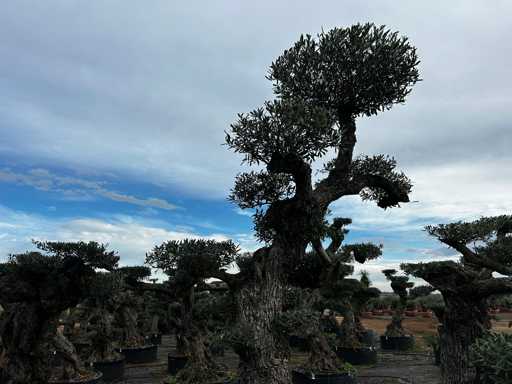  OLEA EUROPEA POM POM SECOLARE  