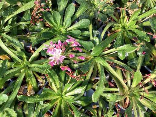 Perennials Lewisia (100)
