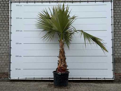 Mexican fan palm - Washingtonia Robusta - height approx. 260 cm
