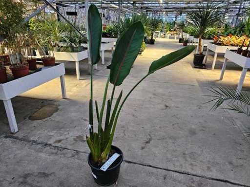 Exotic Strelitzia (Bird of Paradise Flower) - 160 cm Solitaire