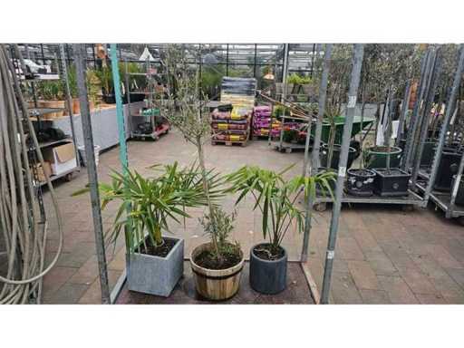 3er Set winterharte Pflanzen - Olivenbaum & Palmen inkl. Töpfe