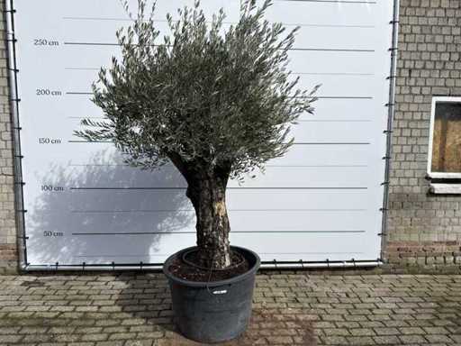 Pelle vecchia dell'ulivo - Olea Europaea - circa 100 anni - altezza circa 250 cm