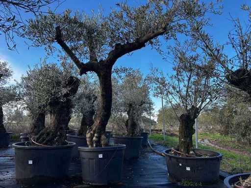 Olive Trees in Pots ( 3x)