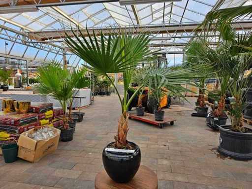 Prachtige Washingtonia-palmboom in een nobele zwarte plantenbak