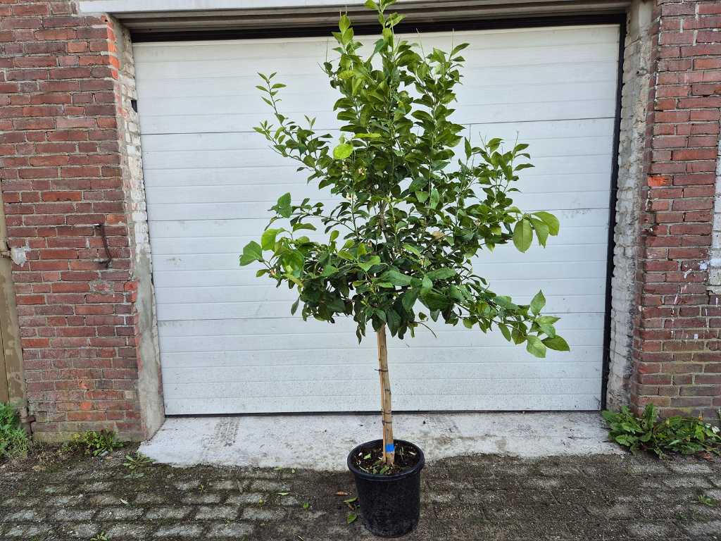 Zitronenbaum - Citrus Limon - Obstbaum - Höhe ca. 200 cm
