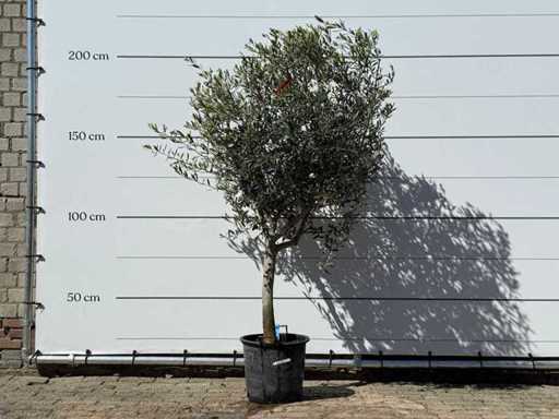 Olivenbaum Andalucia M – Olea Europaea – ca. 50 Jahre alt – Höhe ca. 200 cm