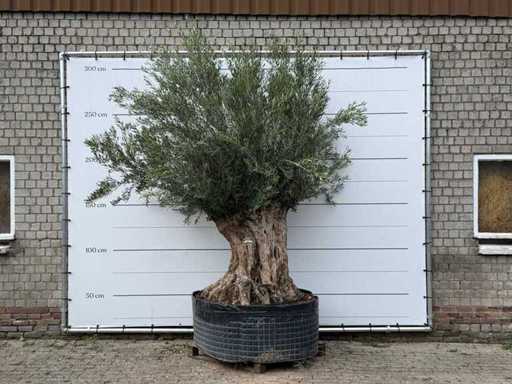 Bonsaï d’olivier XL - Olea Europaea - environ 150 ans - hauteur d’environ 280 cm