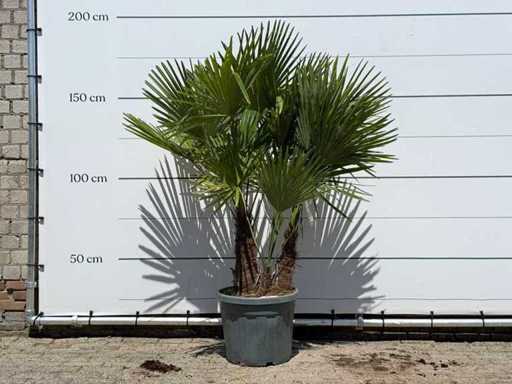 Chinese fan palm triple stem - Trachycarpus Fortunei - height approx. 180 cm
