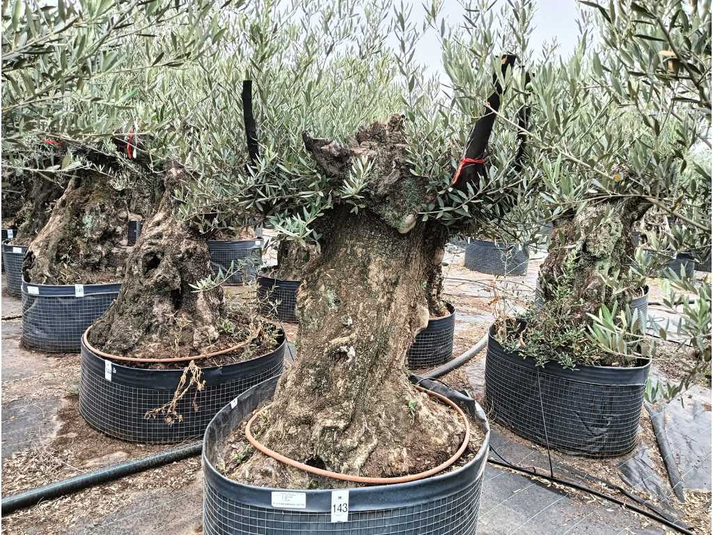 Centuries-old olive tree in basket