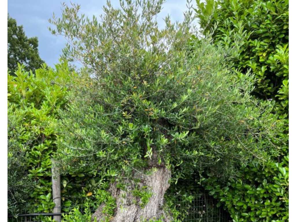 olivier 250 ans, 260cm de haut, circonférence du tronc 230cm