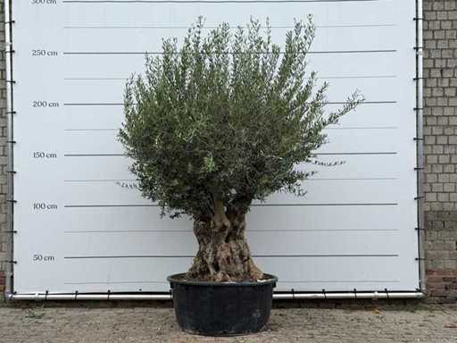 Olivo Tortuga XL - Olea Europaea - circa 80 anni - altezza circa 250 cm