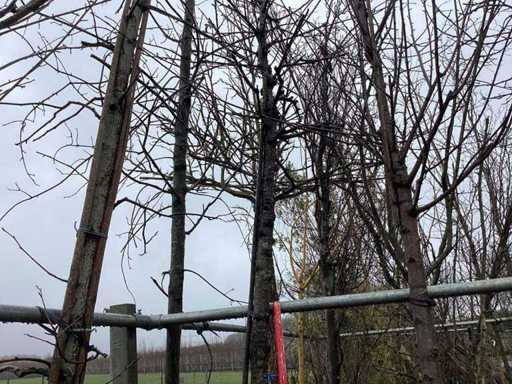 Japanese Ornamental Cherry - Ornamental Tree