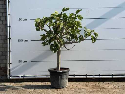 Fig tree low trunk - Ficus Carica - height approx. 160 cm