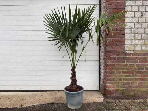Chińska palma wachlarza - Trachycarpus fortunei - wysokość około 150 cm