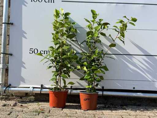 2x Camélia - Camélia Japonica - hauteur environ 50 cm