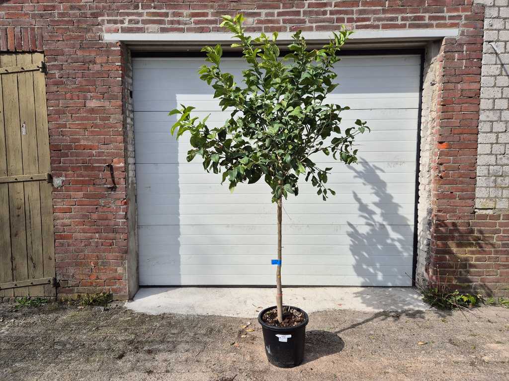 Citroenboom - Citrus Limon - Vrucht- / fruitboom - hoogte ca. 200 cm