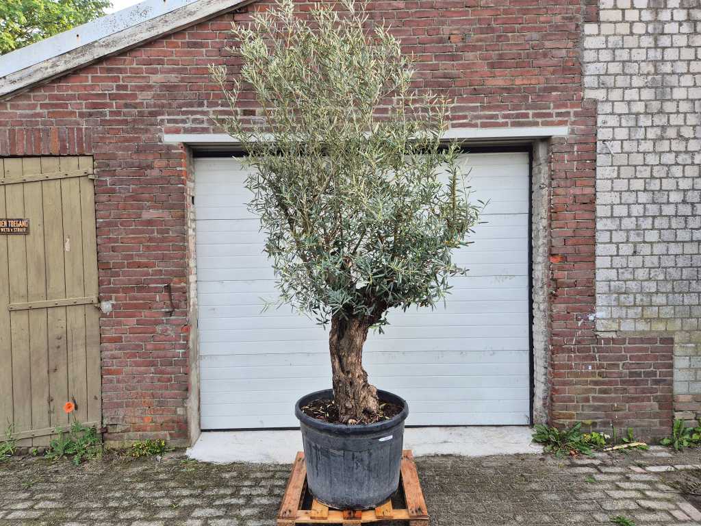Olivenbaum Bonsai - Olea Euopaea - Höhe ca. 250 cm