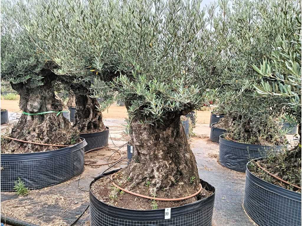 Wielowiekowe drzewo oliwne w koszu