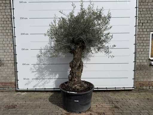 Olivenbaum-Bonsai – Olea Europaea – ca. 80 Jahre alt – Höhe ca. 250 cm