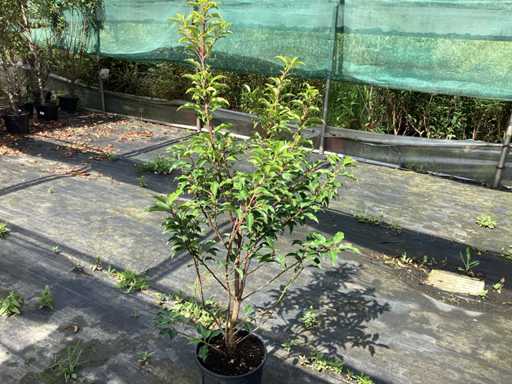 Haagplanten - Prunus Lucitanica (x30)