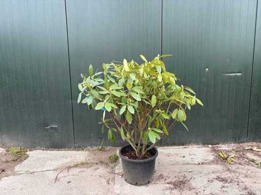 Rhododendron - arbre à tiges multiples (5x)
